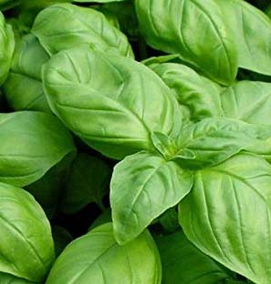 Supplier of Co2 Basil Co2 Extract Oleoresin in India