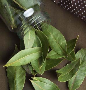 Manufacturer of Bay Leaf Co2 Extract Oleoresin India