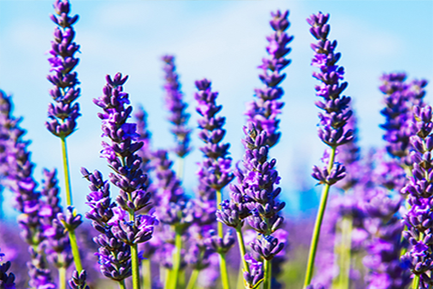 Lavender Essential Oil Supplier - Ozone Naturals