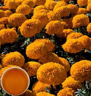 Marigold Co2 Extract Oleoresin Supplier
