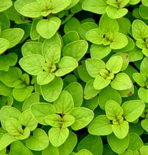 Oregano Co2 Extract Oleoresin Manufacturer