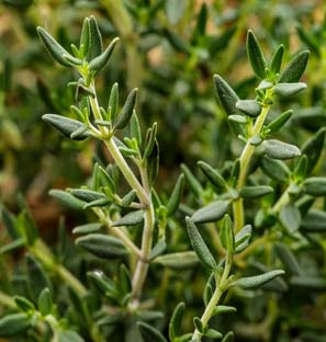 Thyme Co2 Extract Oleoresin Manufacturer 