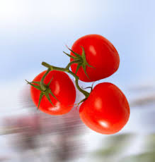 Tomato Oleoresins